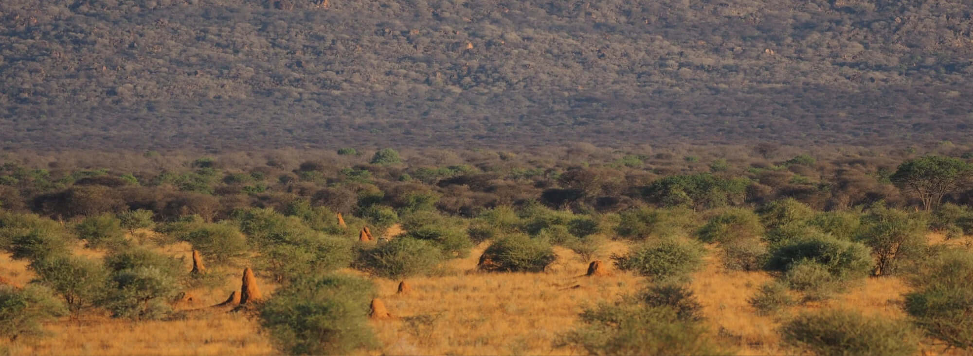 Herren Insektenschutzhosen