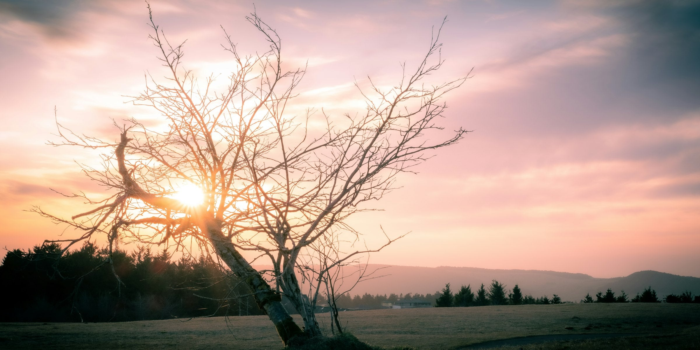 Alter Baum auf der Wasserkuppe in der Rhön im Licht der tief stehenden Sonne