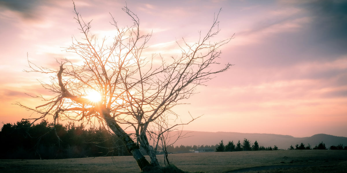 Alter Baum auf der Wasserkuppe in der Rhön im Licht der tief stehenden Sonne