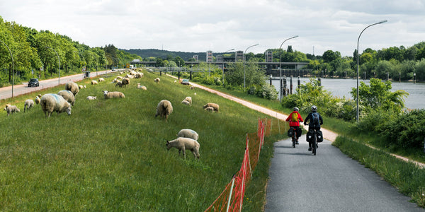 Radfahrer auf dem Deichweg an der Elbe bei Geesthacht, daneben grasen Schafe