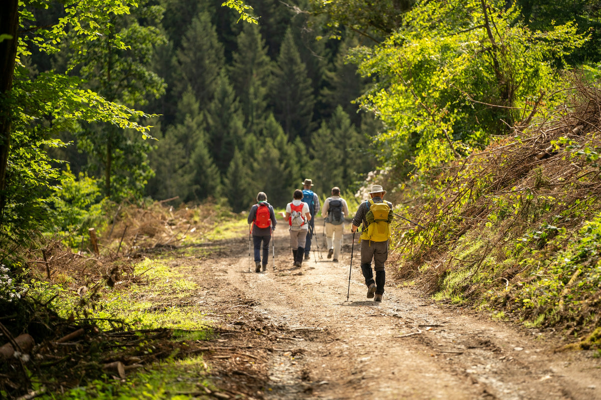 Wandergruppe mit Rucksäcken auf einem sonnigen Forstweg im Wald