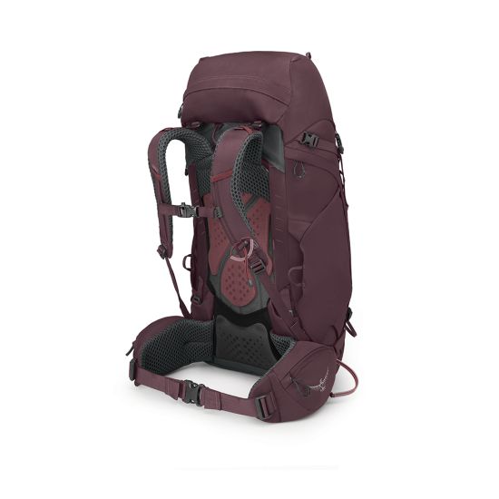 elderberry purple
